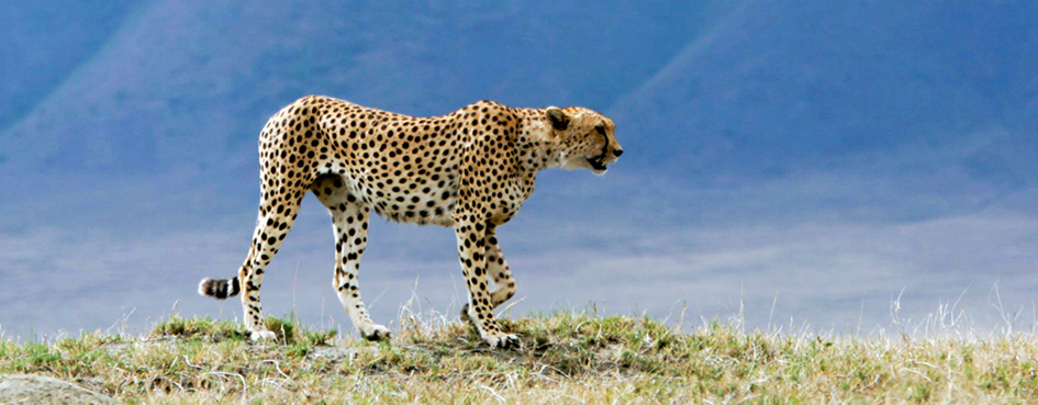 Adventurouspirits - Leopard wildlife photography