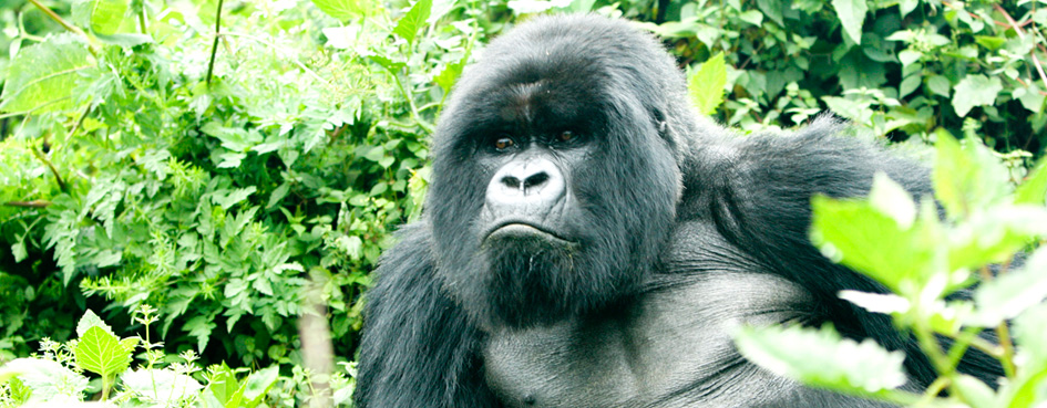 Adventurouspirits - Gorillas in western Africa