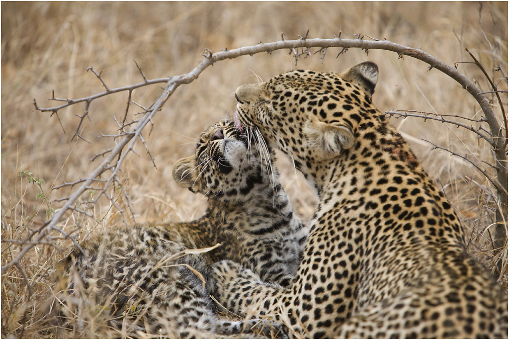 SA_LeopardAND-cub