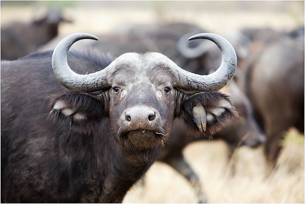 SA_buffalo1459