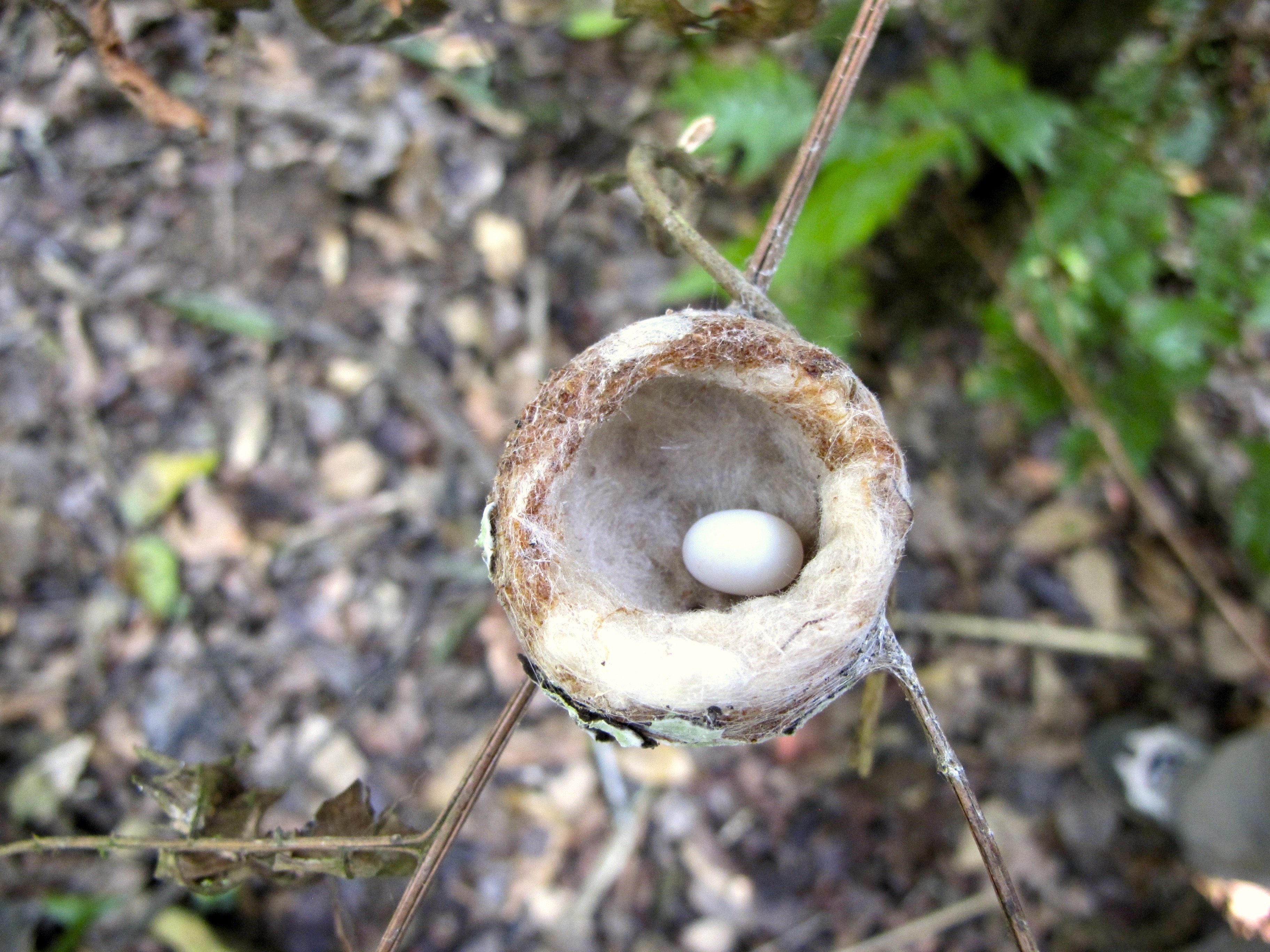 Hummingbird-Nest