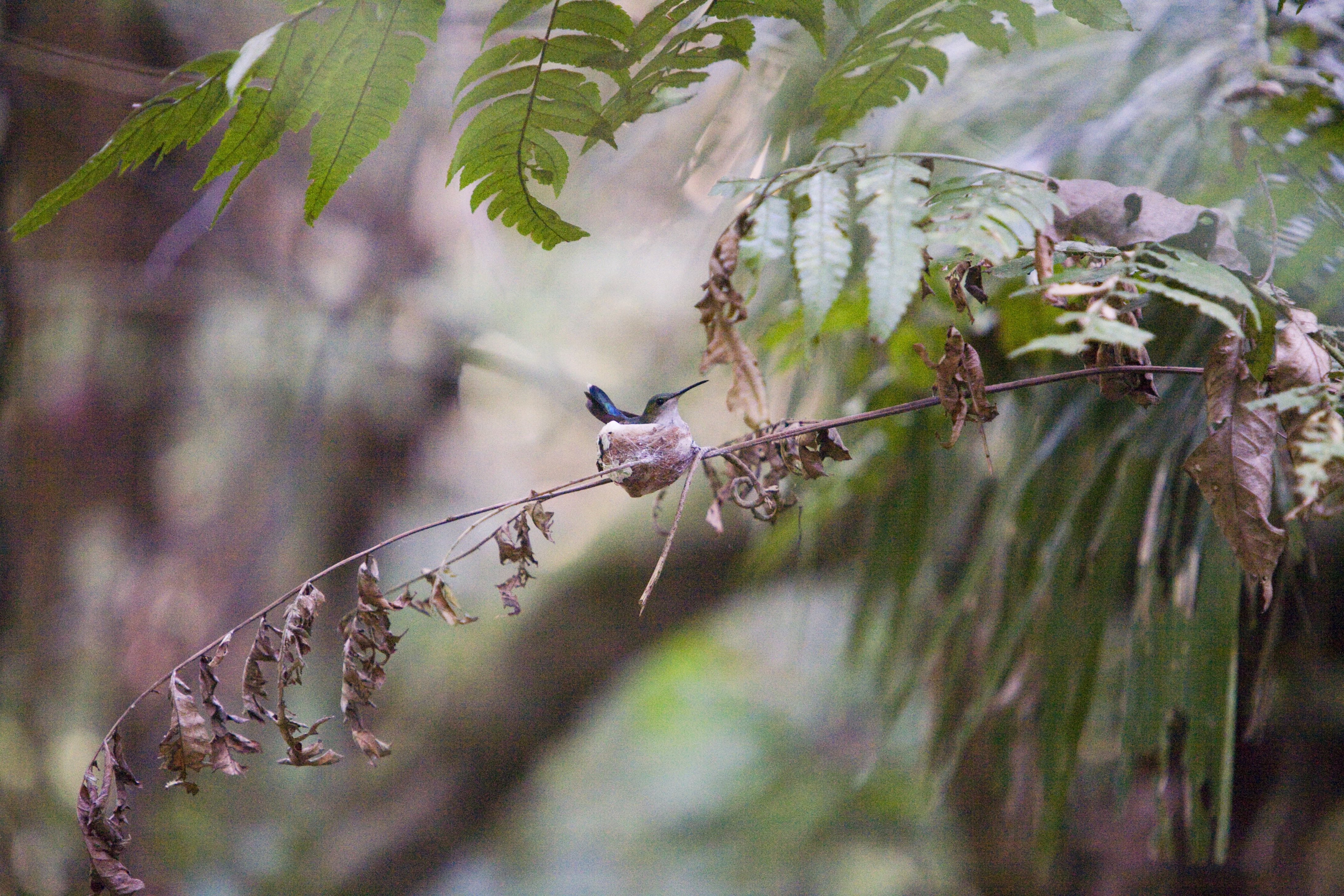 Hummingbird-in-Nest-reduced